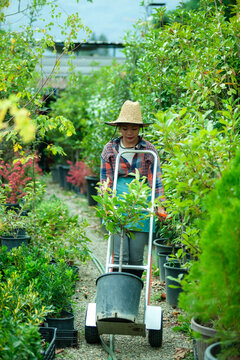 Gardener Transporting Plant in Nursery