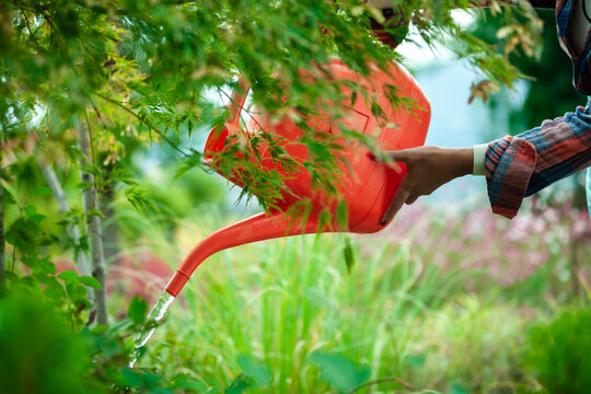 Watering Plants with Red Watering Can