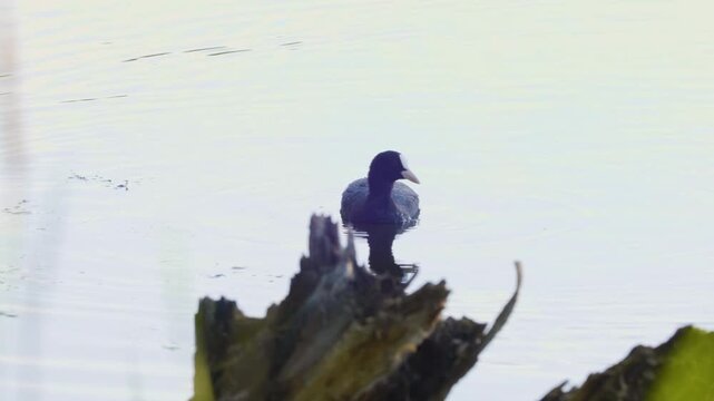 A single Eurasian Coot (Fulica atra) swims gracefully on the calm water of the Ros River in Ukraine. The bird, a member of the rail and crake family (Rallidae), is captured in its natural wetland habi
