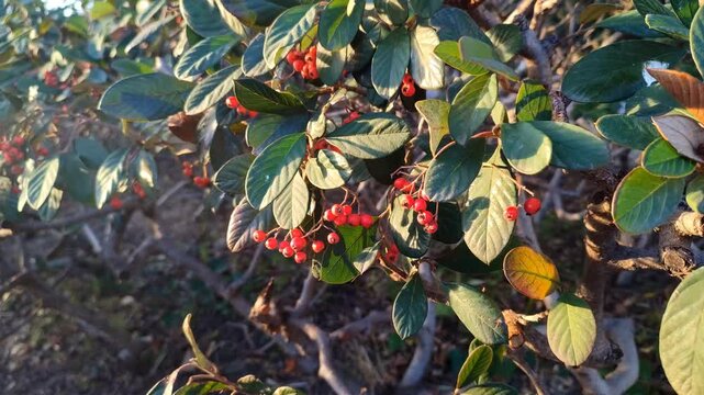 Cotoneaster branch with red berries gently swaying in the breeze