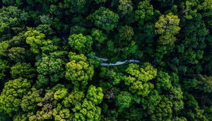 Aerial View of Lush Green Forest with Winding Path.