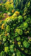 Aerial View of Lush Green Forest with Winding Road.