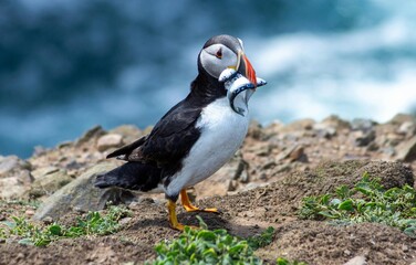 atlantic puffin or common puffin