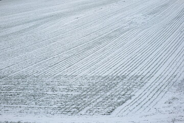 Snow covered field with green crops rows. Early January small sprouts pushing thought the snow, no people