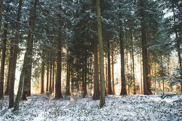 Backlit snowy forest scene with fresh show cover on trees. Morning sunlight shining through the pine trees, wide angle view, no people