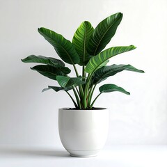 Bird of Paradise Plant in White Pot - Indoor Tropical Foliage.