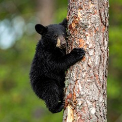 Black Bear Cub Climbing a Tree in the Forest.