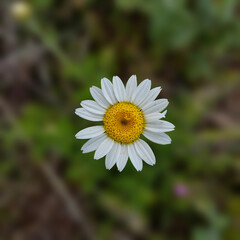 Obraz premium White daisy flower with yellow center on blurred green background