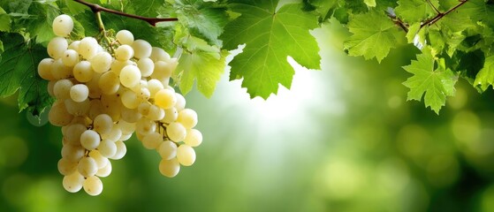Naklejka premium Clusters of green grapes hanging from a vine in a fruit orchard on a sunny spring day with bright leaves in the background