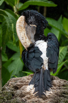 Silvery-cheeked Hornbill