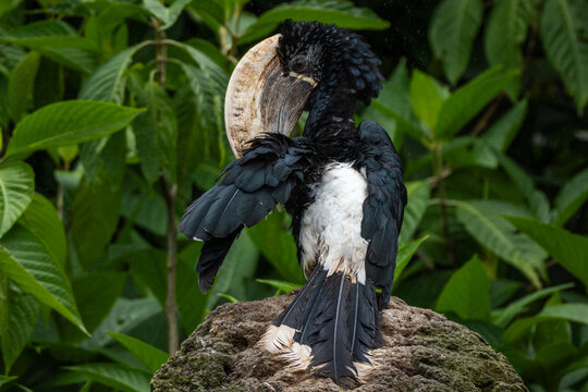 Silvery-cheeked Hornbill