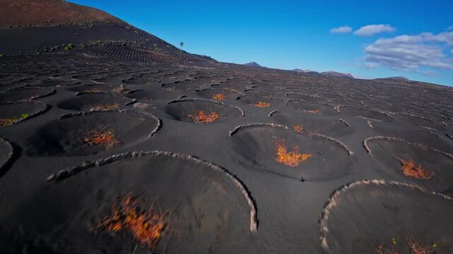 Aerial drone glides over La Geria vineyards in Timanfaya, Lanzarote, past semi circular stone pits, low orange green vines, dark volcanic ash, and a brief aircraft shadow.
