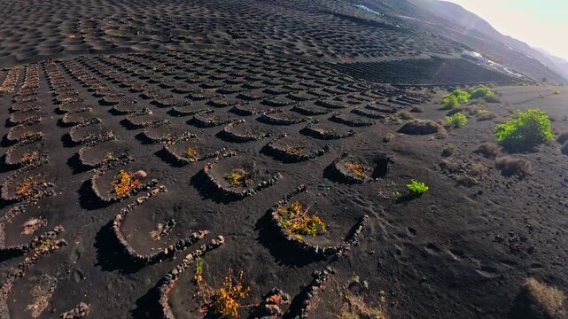 Aerial pan over La Geria, Lanzarote, shows semicircular stone vineyards, half moon pits, windbreaks, black lapilli, green vines, and Timanfaya cones under bright light.
