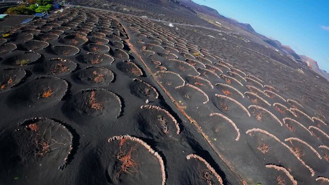 Aerial view of La Geria vineyards on Lanzarote near Timanfaya, moving drone reveals semicircular lava walls, black volcanic ash, vines, volcanic cones, and vivid sky.