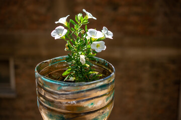 Concept of home gardening and planting flowers in pot. Potted flowers. Decorative potted plants