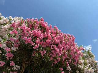 Nerium Oleander lush pink white flowers.