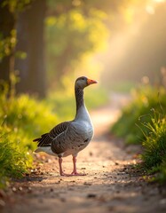 Obraz premium A goose stands on a sunlit dirt path through a park. Sunlight streams through the trees creating a soft, warm atmosphere