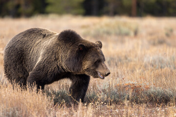 Fototapeta premium Grizzly Bear in Autumn in Grand Teton National Park Wyoming