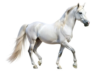 Obraz premium white horse isolated on white background, PNG. A Generated