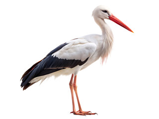 white stork ciconia isolated on white background, PNG. A Generated