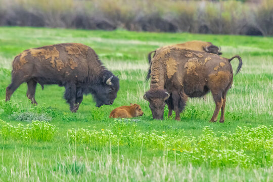Wild Buffalos of Yellowstone National Park, Wyoming, USA