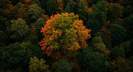 Fototapeta premium aerial view of a tree with orange leaves in a forest