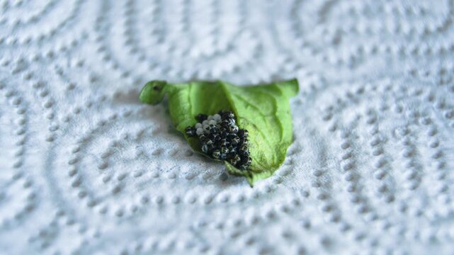 High-detail macro footage of summer stink bug eggs and freshly hatched nymphs on a small green leaf. Natural insect life cycle documentation suitable for educational, scientific, agricultural, and nat