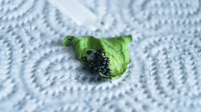 Macro footage demonstrating natural pest control as soapy water is applied to stink bug nymphs on a leaf. Educational content illustrating eco-friendly insect management methods in gardening and agric