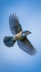 Bird in Flight Against Clear Blue Sky