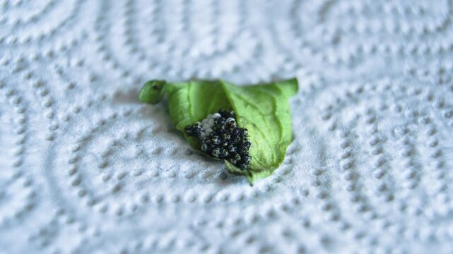 Extreme macro wildlife footage showing stink bug eggs and nymphs on a leaf while a tiny red mite-like insect crawls across them. Natural insect interaction captured in sharp macro detail.