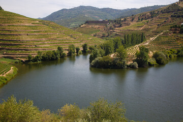 Fototapeta premium Douro river among the vineyards on the hills of Douro Valley, Portugal