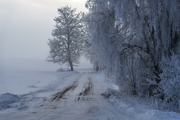 snow covered trees in the forest © talavietis