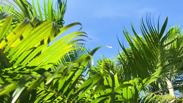 A gentle breeze rustles the vibrant green palm leaves, with the sky as the backdrop.