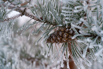 pine branches covered with snow © talavietis