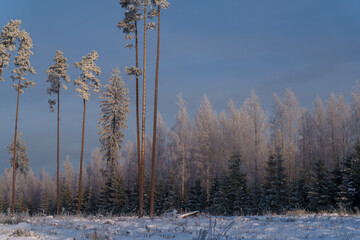 winter forest in the morning © talavietis