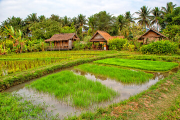  Laos. Luang Prabang. Rice farm and plantation. Agricultural tourism and travel, traditions and culture
