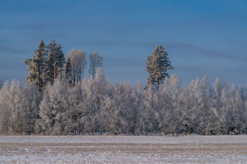 winter landscape with trees © talavietis