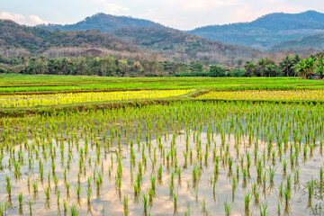 Laos. Luang Prabang. Rice farm and plantation. Agricultural tourism and travel, traditions and culture