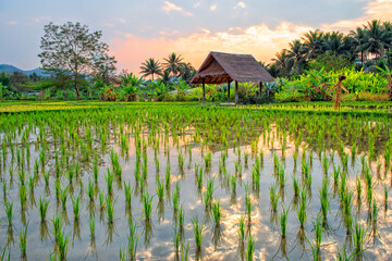 Laos. Luang Prabang. Rice farm and plantation. Agricultural tourism and travel, traditions and culture