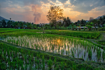 Laos. Luang Prabang. Rice farm and plantation. Agricultural tourism and travel, traditions and culture