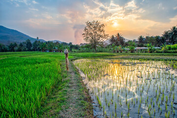 Laos. Luang Prabang. Rice farm and plantation. Agricultural tourism and travel, traditions and culture