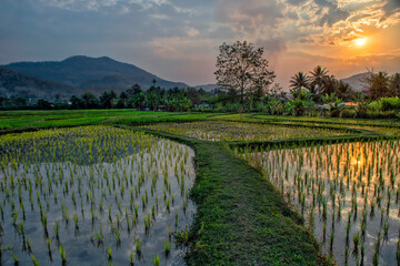 Laos. Luang Prabang. Rice farm and plantation. Agricultural tourism and travel, traditions and culture