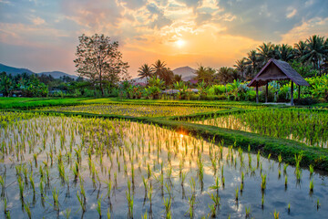 Laos. Luang Prabang. Rice farm and plantation. Agricultural tourism and travel, traditions and culture