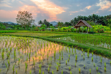 Laos. Luang Prabang. Rice farm and plantation. Agricultural tourism and travel, traditions and culture