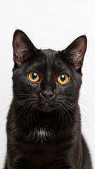 Close-up portrait of a black cat with bright yellow eyes