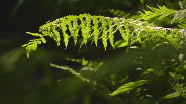 A close-up shot of a lush green bracken fern (Pteridium) in a natural, dark forest environment. The vibrant foliage and detailed texture are highlighted by a beam of natural sunlight, creating a high-