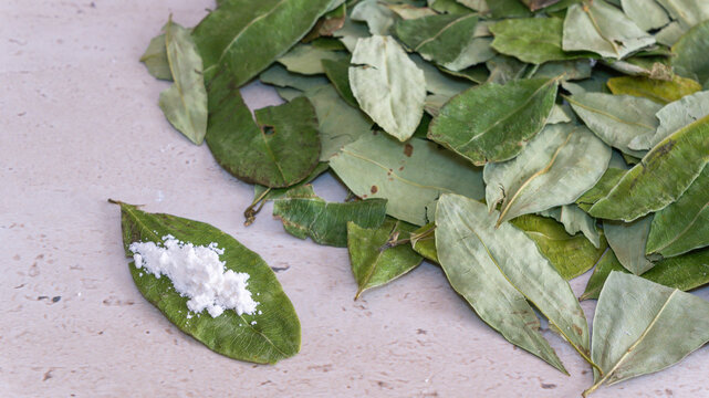 Coca leaves dusted with white powder, depicting cocaine production and illegal drug trafficking in south american cultivation and processing