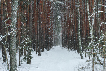 Clearing in a winter forest