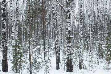 Birch trunks in the forest in winter