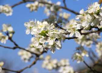 Obraz premium Plum blossoms in the spring orchard